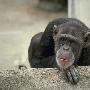 猩猩图片秀 动物世界