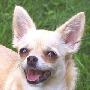 从牙齿判断犬的年龄 动物世界
