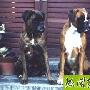 如何防治犬舐触性皮炎 动物世界