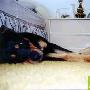 如何辩别犬是否感冒 动物世界