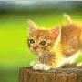 给猫猫洗澡之妙法 动物世界