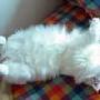 猫咪意思表达 动物世界