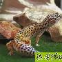如何饲养蜥蜴 动物世界
