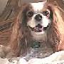 如何清除犬耳朵发出的异味？ 动物世界