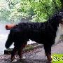 训练狗儿室外排便 动物世界