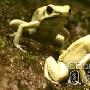动物中的10大致命杀手 谁会排在第一 动物世界