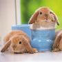 可爱兔子图片秀 动物世界