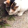哪些植物对猫眯有害 动物世界