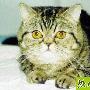 猫咪的一些生理指标 动物世界