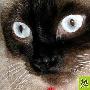 猫眼睛都有什么颜色 动物世界