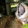 猫咪为何难训练 动物世界