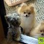 适宜城市家庭饲养的犬只 动物世界