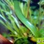如何饲养翠青蛇 动物世界