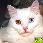 关于猫的眼睛 动物世界