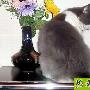 宠物寄生虫逐个捉(1) 动物世界