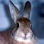 初生小兔为什么难活 动物世界