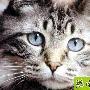 猫的年纪大了怎么办 动物世界