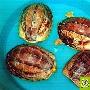 黄缘盒龟饲养方法 动物世界