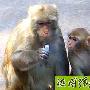 聪明的猴子也爱高科技“研究”手机赶时髦___猴 动物世界