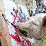 小猪画画___猪 动物世界