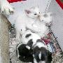 芜湖一猫妈妈产下两“狗崽”___猫 动物世界