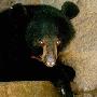 福州动物园一黑熊因饲养人改变绝食17天___黑熊 动物世界