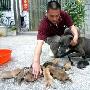 3岁狗妈妈一胎产16只狗宝宝___狗 动物世界
