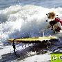 美国4岁小狗爱冲浪会自己用泡沫冲浪板___狗 动物世界