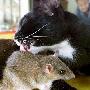 猫鼠结缘亲似一家___猫 动物世界