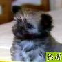 世界最小狗新记录___狗狗 动物世界