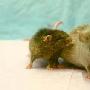 世界上最长寿的侏儒老鼠过生日___老鼠 动物世界