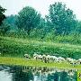 50多只绵羊每天游50米强渡大运河上岛吃草___宠物 动物世界