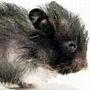 世界最小的老鼠___老鼠 动物世界