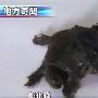 奇特双头六脚鳖___宠物 动物世界