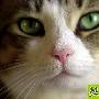 猫狗戴隐形眼镜___猫狗 动物世界