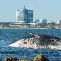 一蓝鲸在乌拉圭搁浅死亡___鲸 动物世界