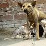 九只猪仔只认狗妈___狗 动物世界