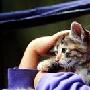想起那只流浪的小猫（图） 动物世界