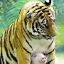 动物园内猪与老虎“称兄道弟” 动物世界