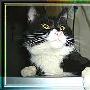 故事：流浪猫的白领生涯(图) 动物世界