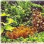 水草生态缸欣赏-夏艳 动物世界