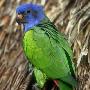 藍頭鹦鹉 動物世界
