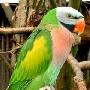 绯胸鹦鹉 動物世界