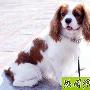 查理士王猎犬 动物世界