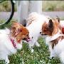 可卡犬 动物世界