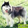 西伯利亚雪橇犬 动物世界