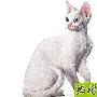 卷毛猫 动物世界