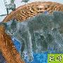俄罗斯蓝猫 动物世界