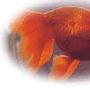蛋鱼—蛋族金鱼品种 动物世界