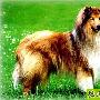 苏格兰牧羊犬 最有魅力的猎犬(图) 动物世界